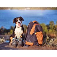 3 Tage Urlaub mit Hund im Bayerischen Wald in Lam, Bayern inkl. Halbpension Unkategorisiert online kaufen