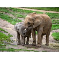4 schöne Tage im Taunus inkl. Besuch im Opel Zoo in Frankfurt am Main, Hessen inkl. Frühstück Unkategorisiert online kaufen 4 schöne Tage im Taunus inkl. Besuch im Opel Zoo in Frankfurt am Main, Hessen inkl. Frühstück Unkategorisiert online kaufen