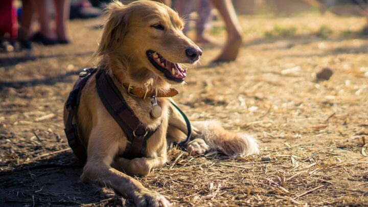 Mit dem Hund auf Reisen – diese Dinge sollte man beachten und berücksichtigen